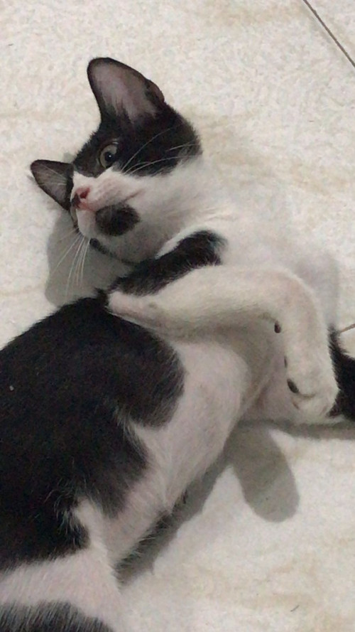 Jack