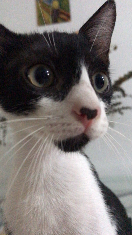 Jack