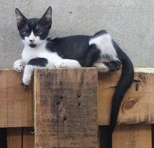 Jack