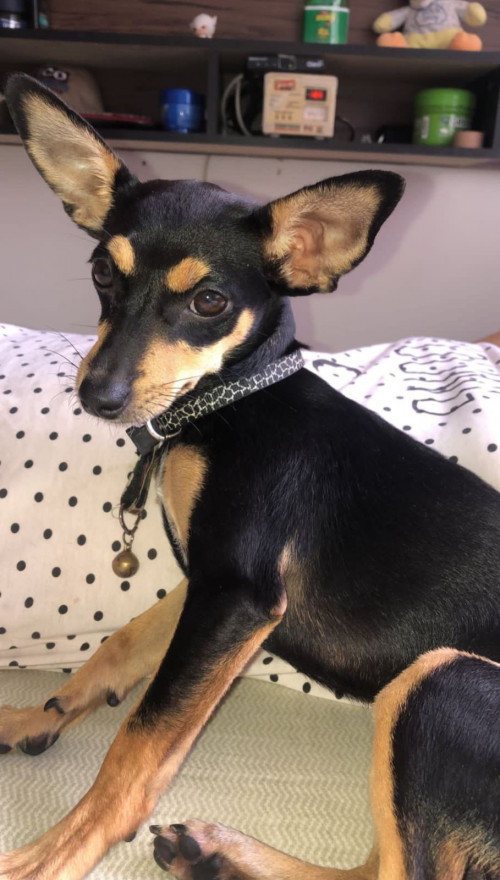 Pichy