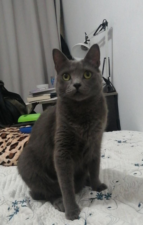 Morita