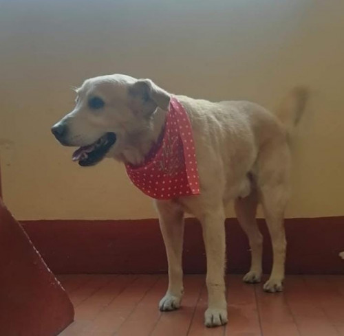 Carmenso
