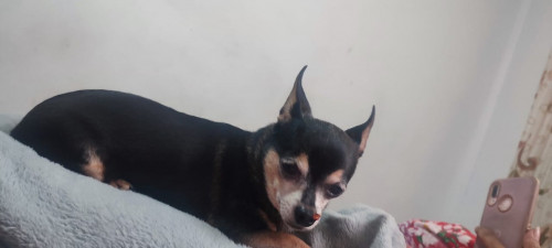Juanito