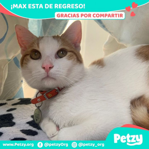 Foto de mascota Max