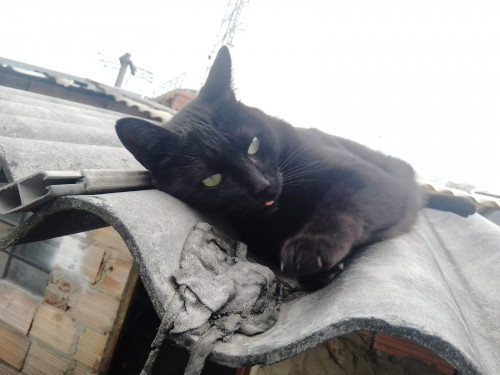 Pepa