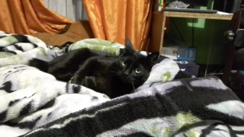 Pepa