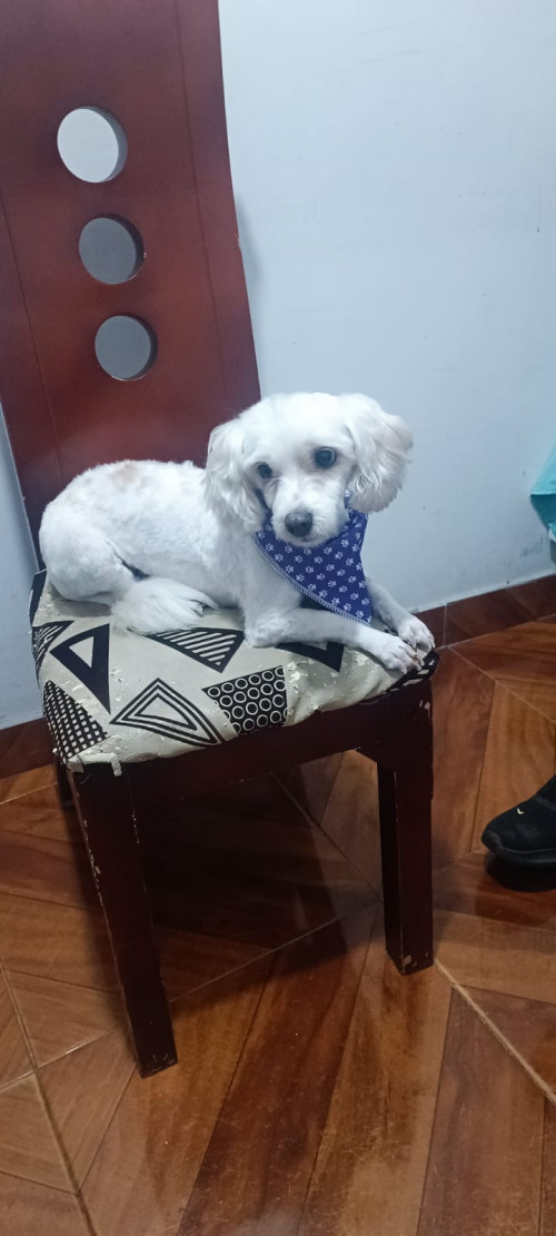 Niña