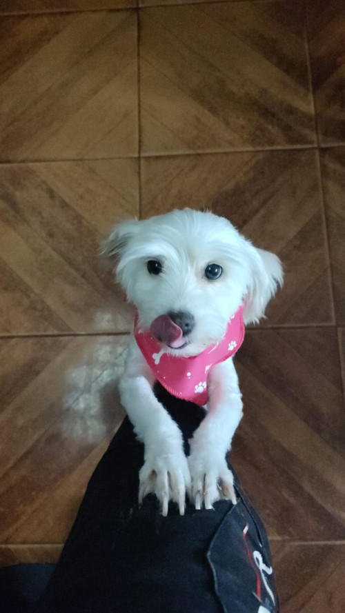 Niña