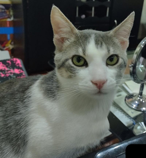 Lorenzo