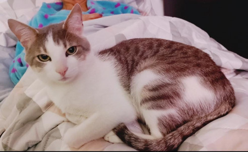 Lorenzo
