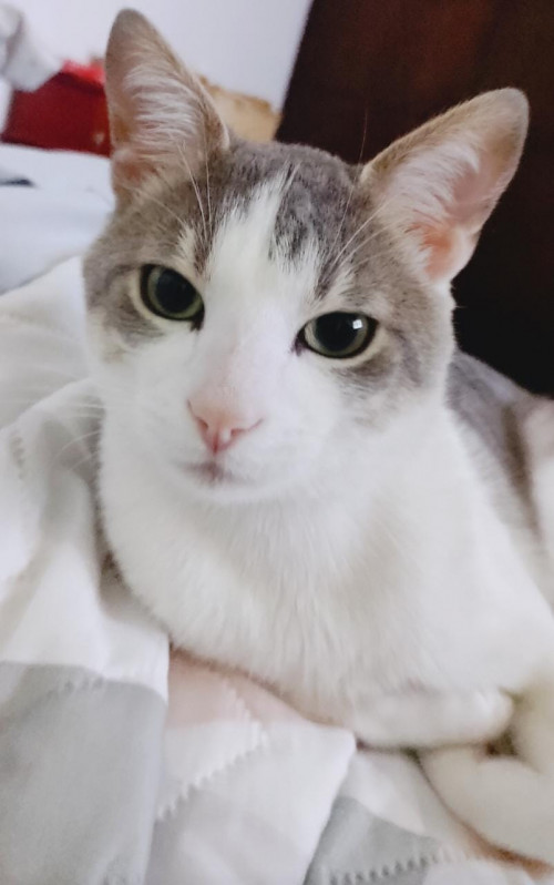 Lorenzo