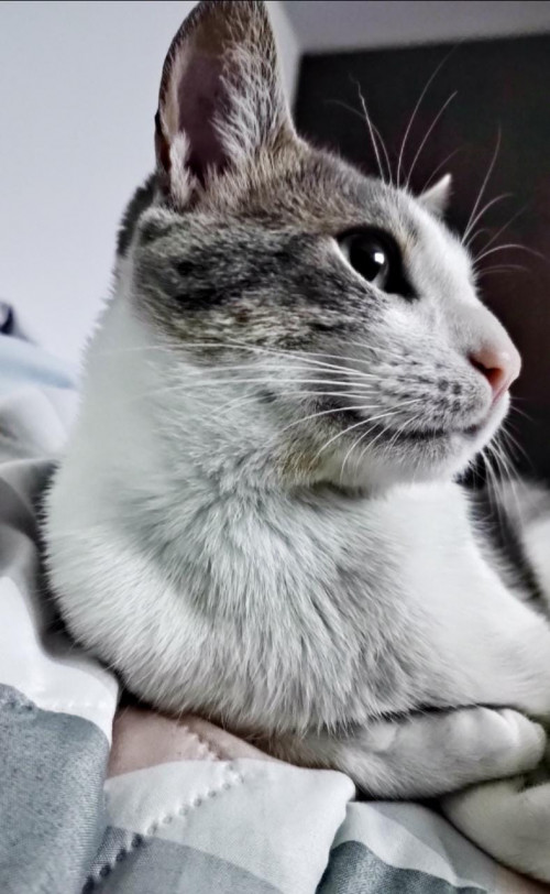 Lorenzo