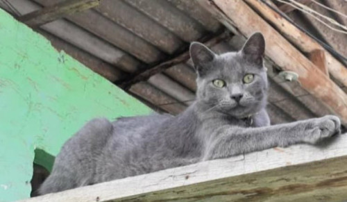 Gris
