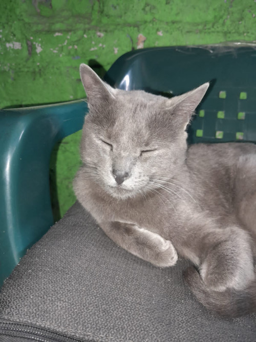 Gris