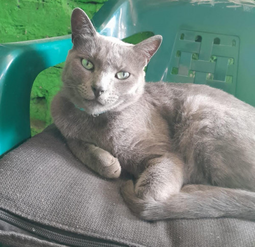 Gris