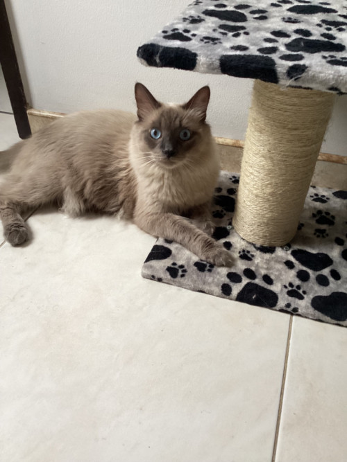 Ramses