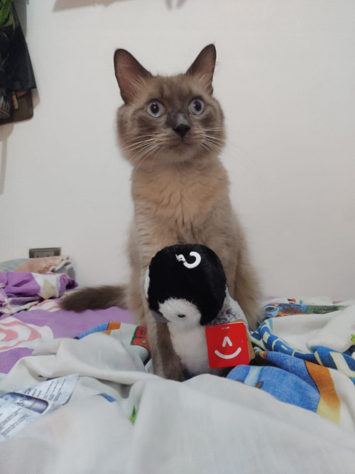 Ramses