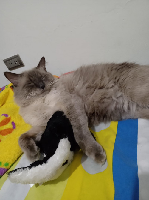 Ramses