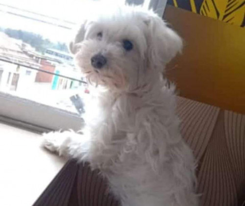 Pinina