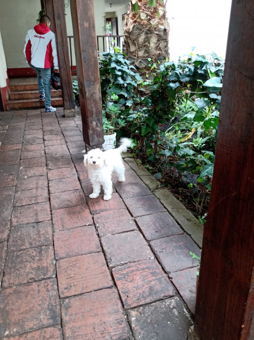 Pinina