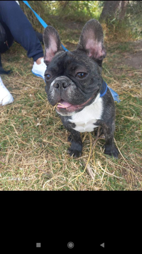 Nala