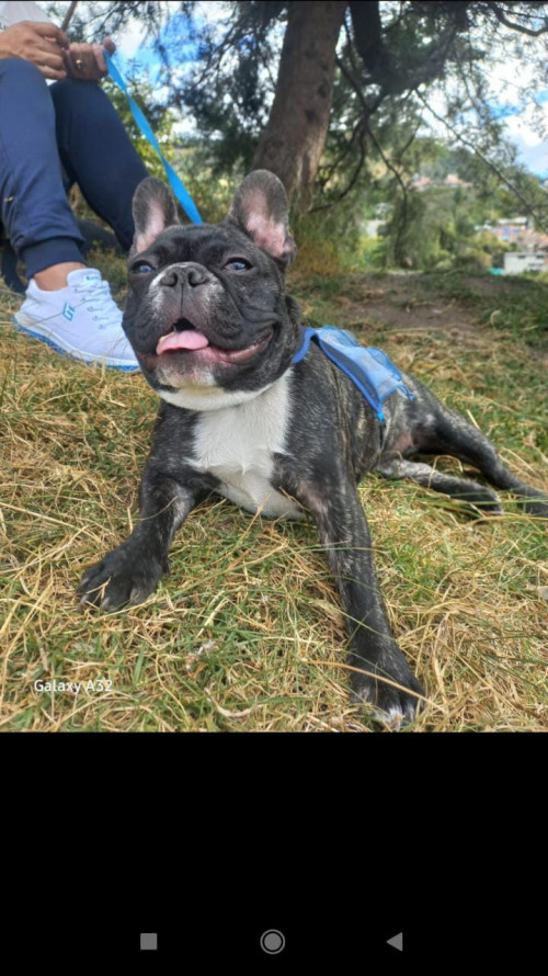 Nala