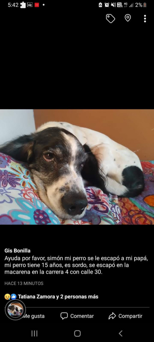 Simon