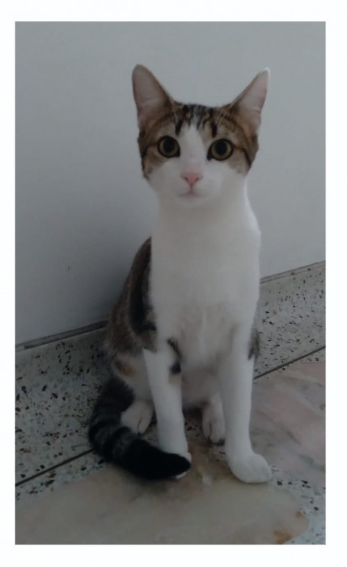 Rosita