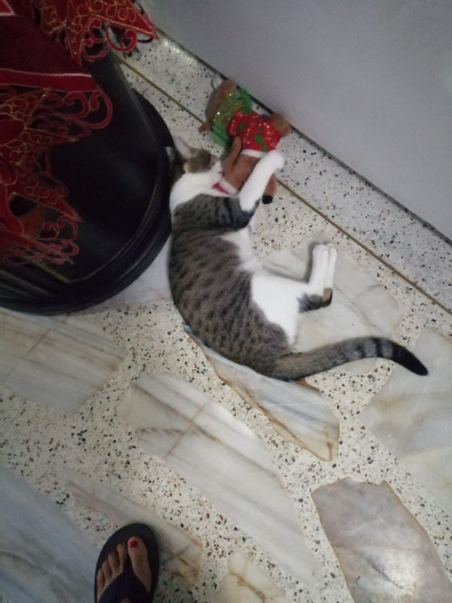 Rosita