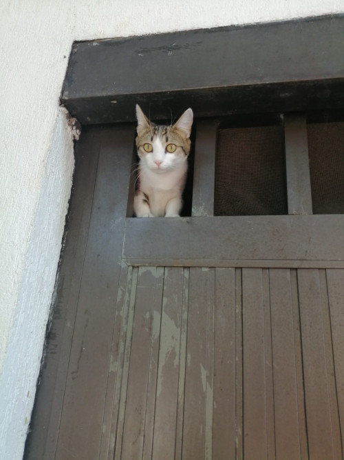 Rosita