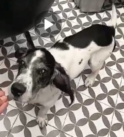 Simon