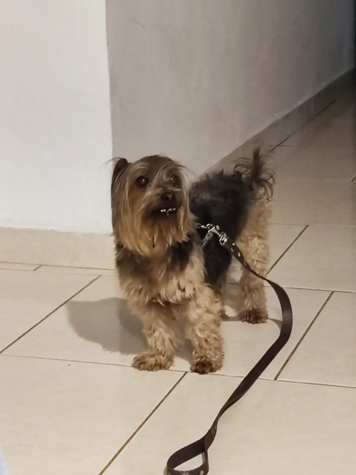 Suri