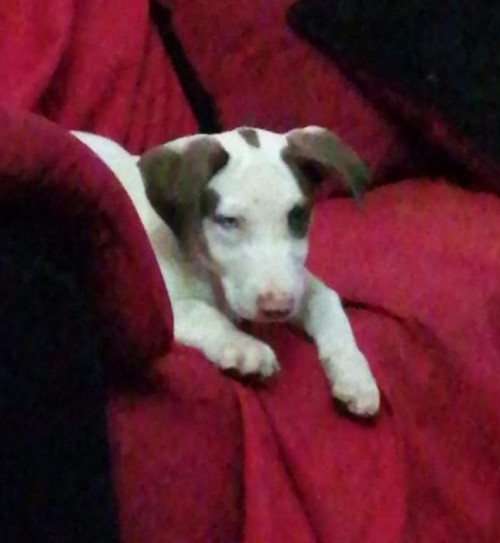 Moll