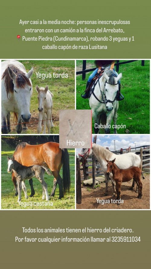 Domec, Hechicera, Verónica Y Faena