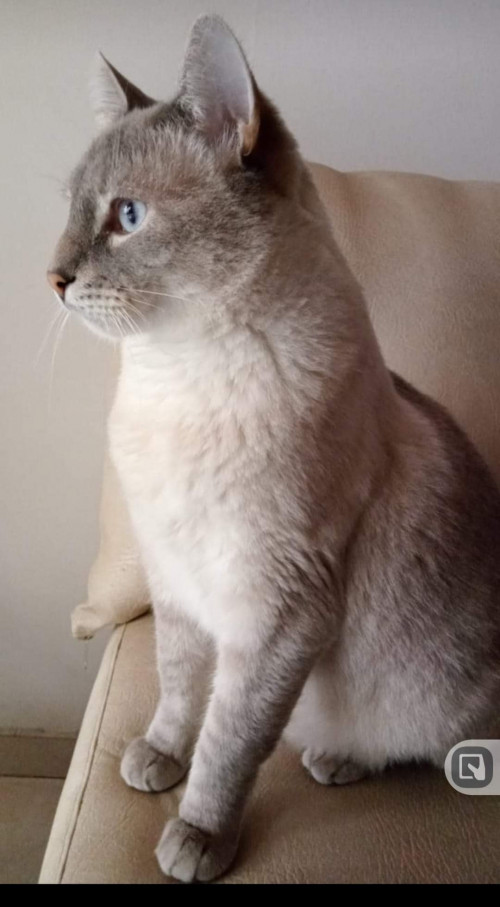 Bruno