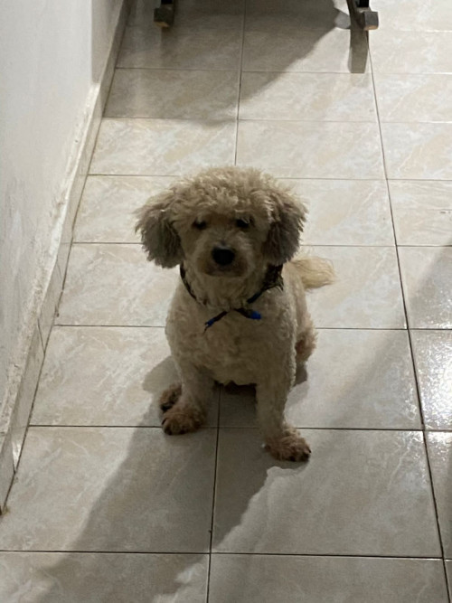 Bruno