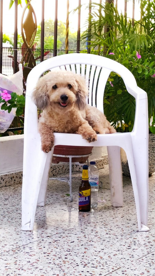 Bruno