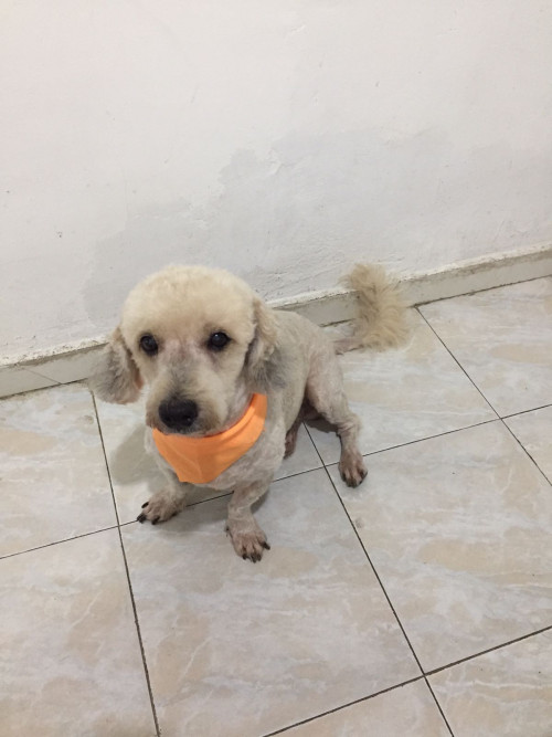 Bruno