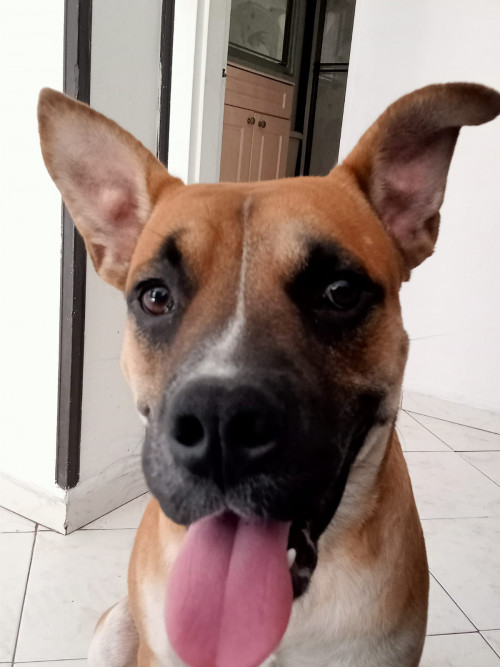 Capitán