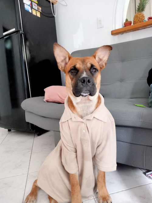 Capitán
