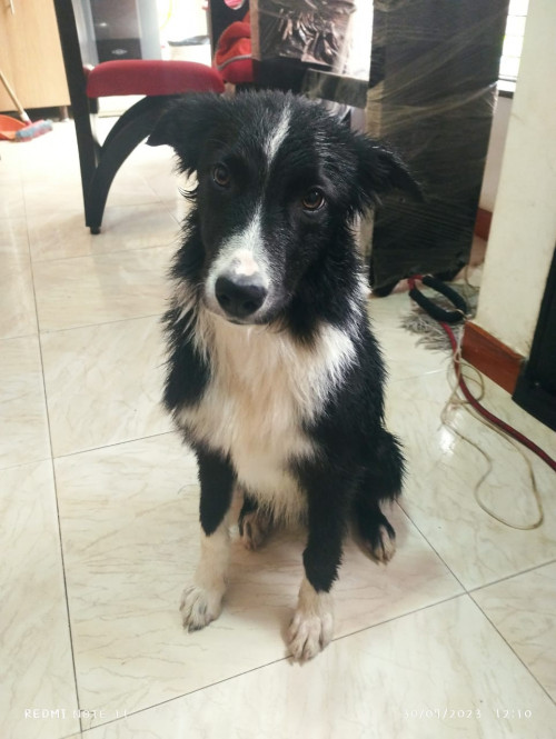 Cocker