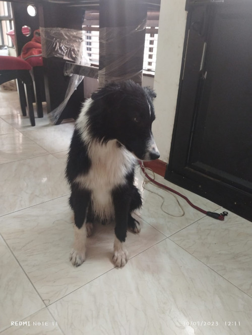 Cocker