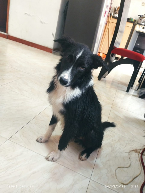 Cocker