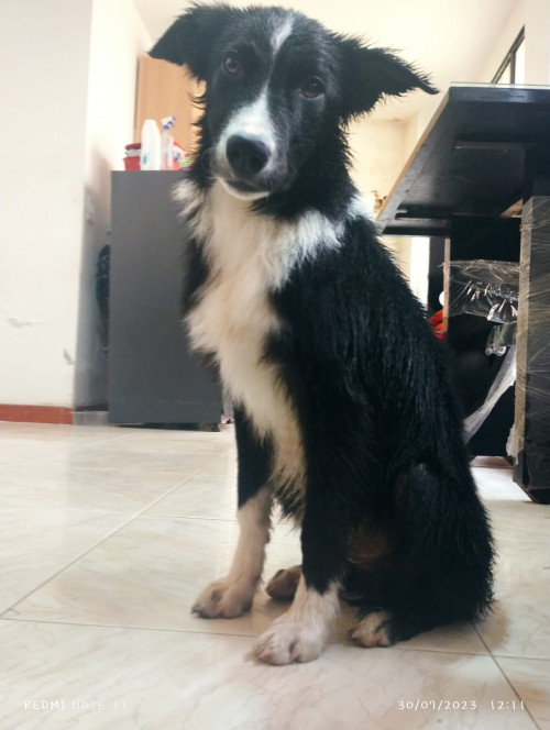 Cocker