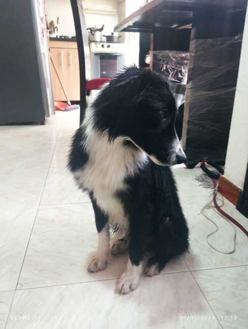 Cocker