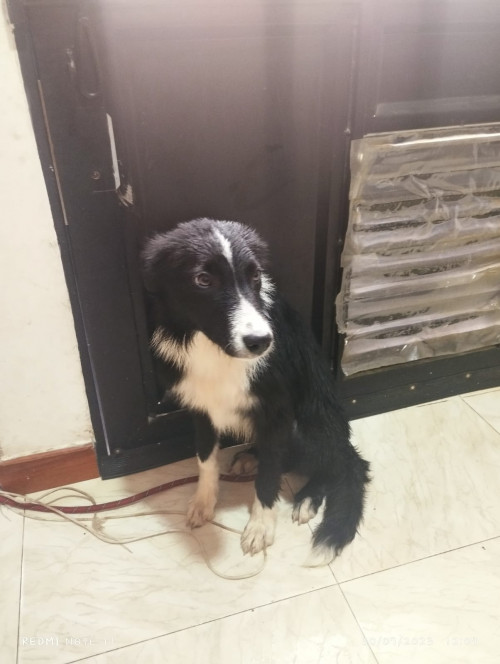 Cocker