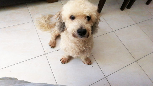 Bruno