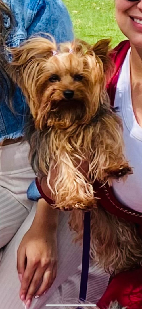 Milú