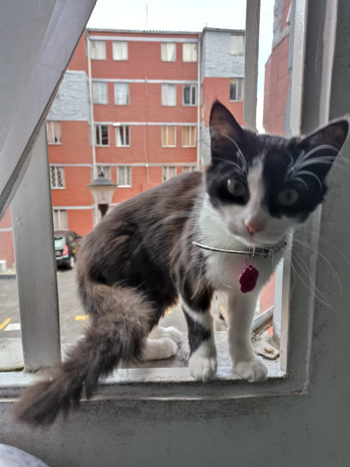 Lincy