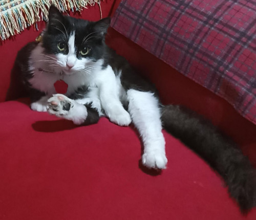 Lincy